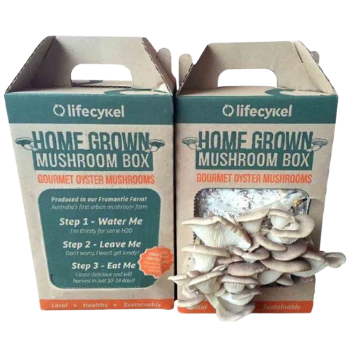 Custom Mushroom Boxes